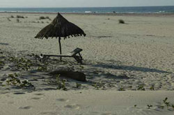 Avocet mozambique