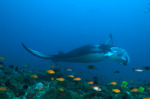 diving holiday mozambique