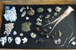 brittlestar_03