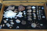 brittlestar_04
