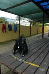 brittlestar_09