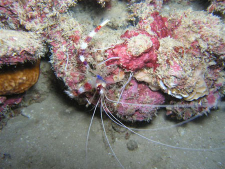 diving Vilanculos (16)