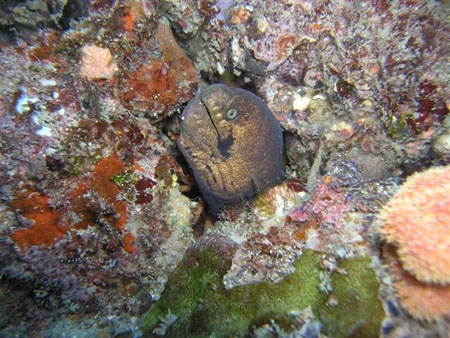 diving Vilanculos (18)