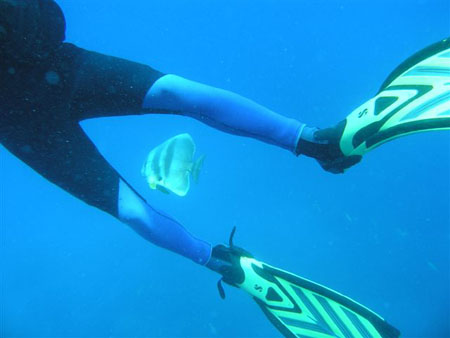 diving Vilanculos (19)