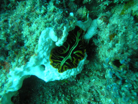 diving Vilanculos (2)