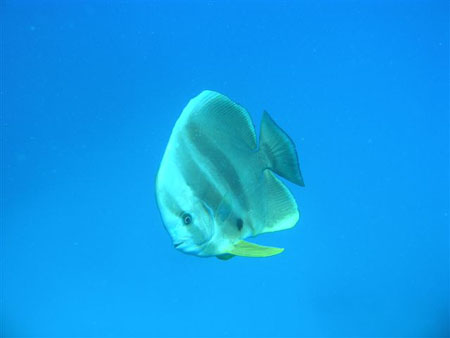 diving Vilanculos (20)