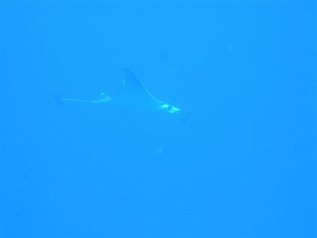 diving Vilanculos (21)