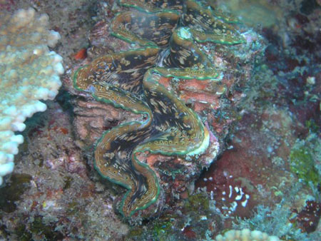 diving Vilanculos (27)