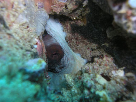 diving Vilanculos (3)