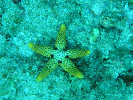 diving Vilanculos (30)