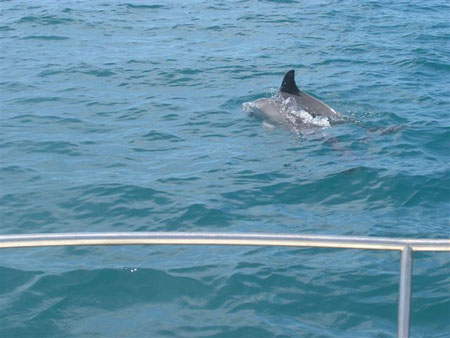 diving Vilanculos (9)