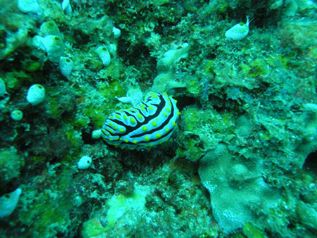 diving Vilanculos
