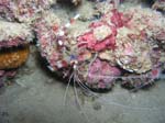 diving Vilanculos (16)