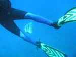 diving Vilanculos (19)