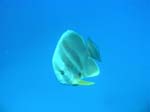diving Vilanculos (20)
