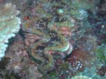 diving Vilanculos (27)