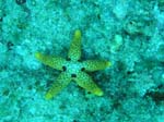 diving Vilanculos (30)