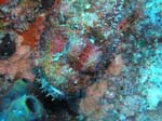 diving Vilanculos (4)