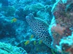 diving Vilanculos (6)