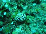 diving Vilanculos