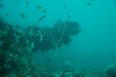 1londolodgedive0012