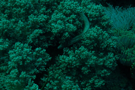 londolodgedive0004
