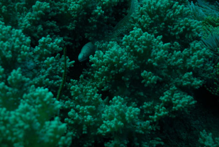 londolodgedive0005