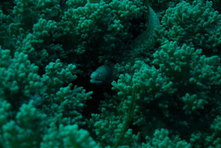 londolodgedive0006