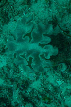 londolodgedive0009
