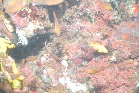 londolodgedive0016