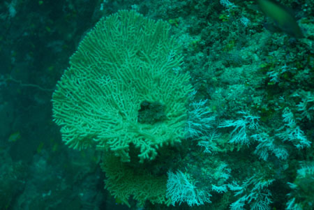 londolodgedive0022