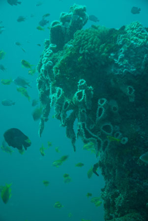 londolodgedive0024