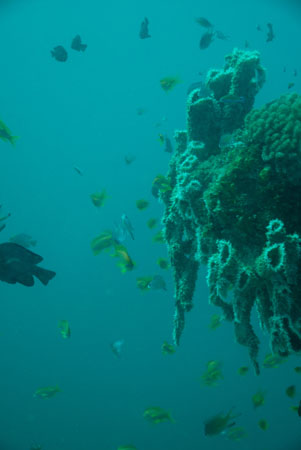 londolodgedive0025