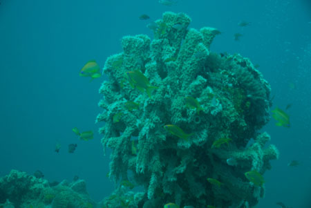 londolodgedive0027