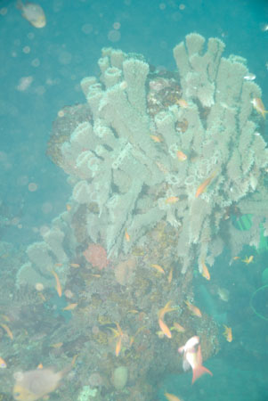 londolodgedive0028