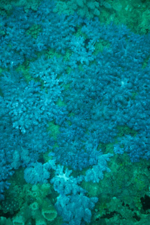 londolodgedive0037