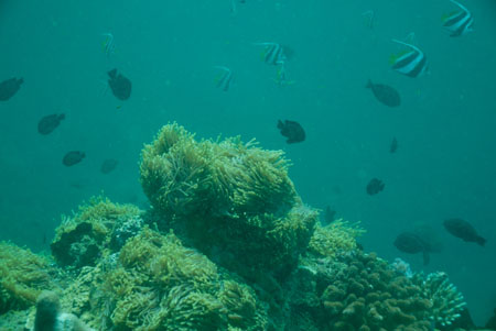 londolodgedive0038