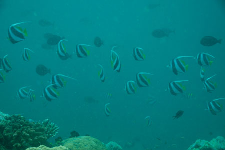 londolodgedive0039
