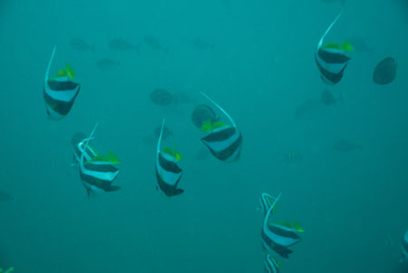 londolodgedive0040