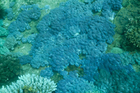 londolodgedive0044