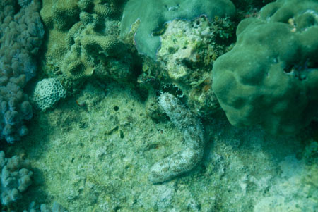 londolodgedive0045