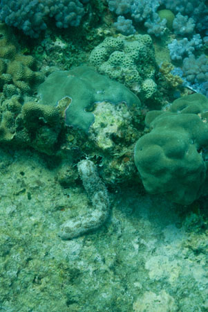 londolodgedive0046