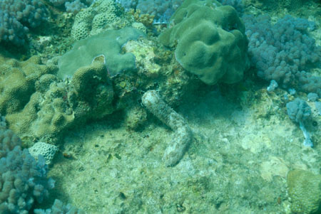 londolodgedive0047