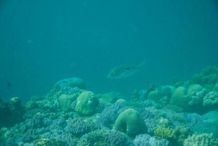 londolodgedive0049