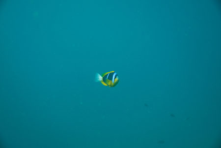 londolodgedive0050