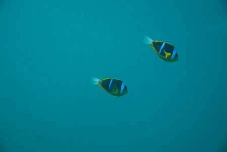 londolodgedive0051