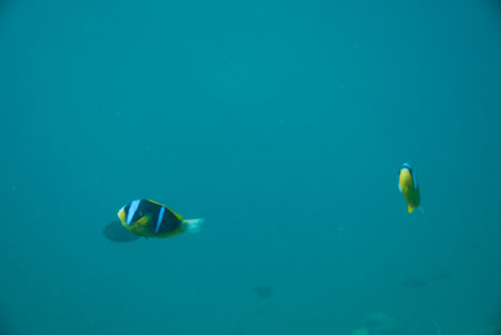 londolodgedive0052