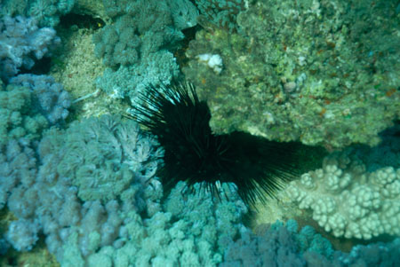 londolodgedive0053