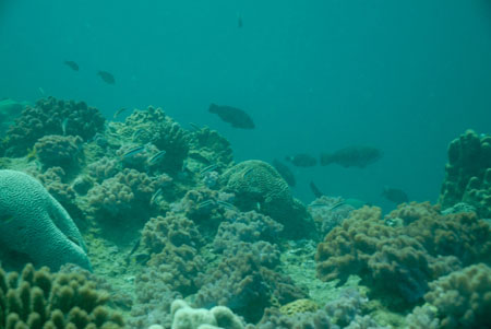londolodgedive0054