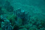 londolodgedive0001